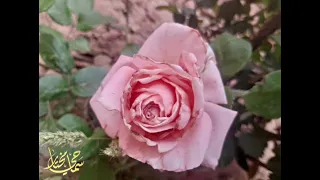 كرهت النفاق دندنها