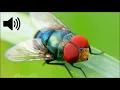 Download Lagu Housefly Sound Effect