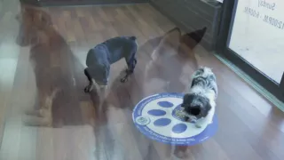 Pups n Stuff
