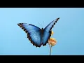Download Lagu Understanding Blue Butterflies