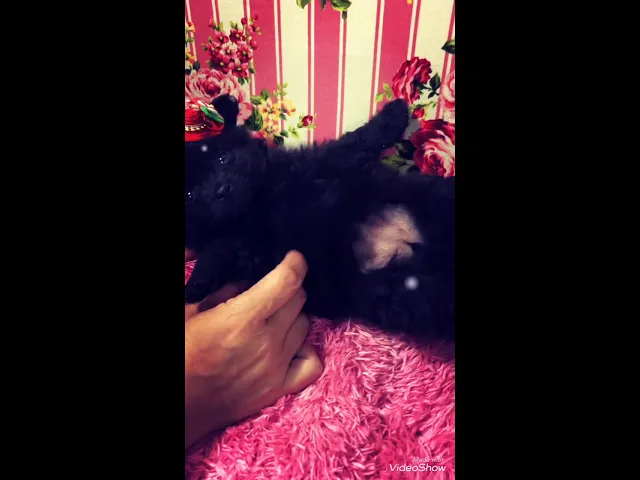 動画