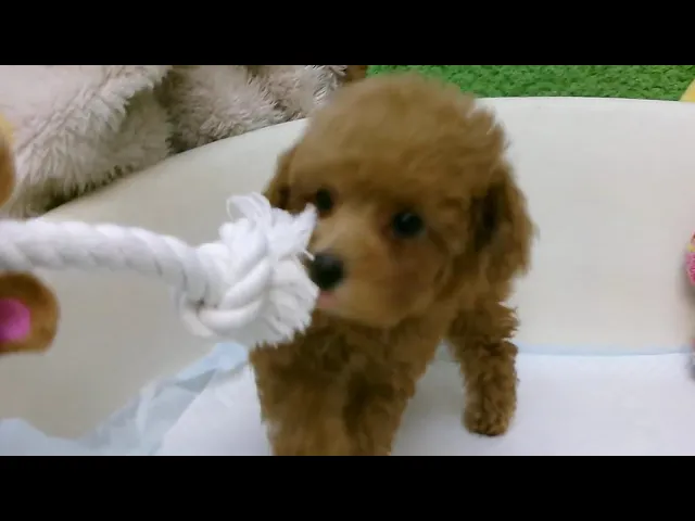 動画