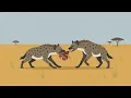 Why Do We Never Eat Hyena Meat?