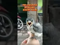 Download Lagu TES RESPON BURUNG KEKEP BABI #kicaumania #burungjinak #short
