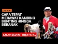 Download Lagu CARA MERAWAT KAMBING BUNTING AGAR ANAKNYA LAHIR SEHAT | @AGROTV9