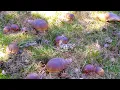 Download Lagu Impresionante Brote De Boletus Edulis Gigantes