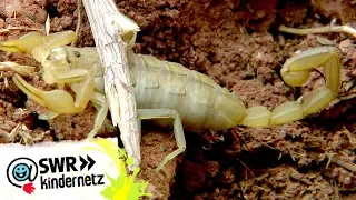Skorpion: 10 Meter und kein Ende | OLI's Wilde Welt | SWR Kindernetz