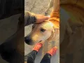 Download Lagu Janwaro Par Bharosa Kiya Ja Sakta Hai 🥺🥰💕 | Dog Lover  | Animal Lover |#animals #trendingshorts