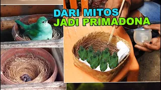 Download AWALNYA DIANGGAP MITOS, KINI JADI PRIMADONA, BURUNG CUCAK IJO SUDAH DITERNAK MASAL, PROSPEK TINGGI ! MP3