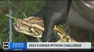 2023 Python Challenge underway in Everglades