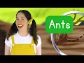Toddler Learning - Ants Go Marching + more! 🐜  | Learn counting, bugs, high + low sounds & phonics