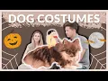 BEST AMAZON HALLOWEEN COSTUMES for Dogs