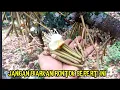 Download Lagu Mengatasi kerontokan bunga durian agar jadi buah berkualitas