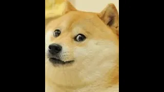 doge miner meets autoclicker