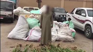 ضبط أحد الأشخاص بالإسماعيلية لقيامه بالإشتراك مع آخرين فى زراعة وترويج مخدر البانجو دندنها