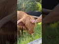 Jill Wagner s Favorite Cow