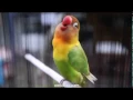 Download Lagu Video terbaru konslet ngekek burung lovebird Kusumo via OmKicau Com