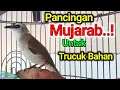 Download Lagu TRUCUK BAHAN OMBYOKAN PINGIN GACOR..? PAKAI INI MUJARAB Pancingan trucukan agar bunyi gacor