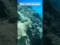 Download Lagu https://youtu.be/kZjMjDDbzHE?si=bEe9M6OZ2pnnj246 #travel #redsea #Egypt #diving