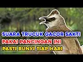 Awas Trucukan Mu Langsung Nyaut Gacor Tarung, Dengan Suara Pancingan Trucukan Gacor Sakti Ini