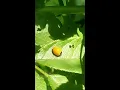 Ladybug Beetle no spots Coleoptera