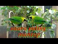 Download Lagu suara cucak ranting berkelahi || suara pikat cucak ranting