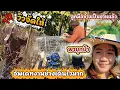 Lagu Update on the construction work, very fast! View, Nan, Paya, and Achi are going into the forest. ...