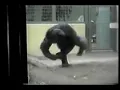 MAD ANIMAL S DANCE GIF