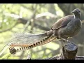 Download Lagu Kicau Burung Lyrebird Pandai tiru Suara Senapan, kera, anjing, kamera, gergaji (Superb Lyrebird)