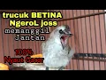 Lagu trucuk betina memanggil jantan Ngerol suara jernih di jamin trucukan Lain langsung respon gacor!!