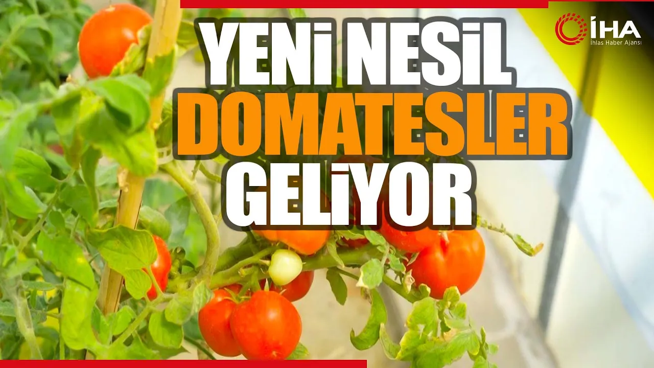 Akademisyenler "Crispr/Cas9" Tekniğiyle Kuraklık Stresine Dayanıklı Domatesler Geliştirecek