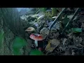 Download Lagu Autumn is the home of nuts，Chinese chestnut is sweet! 秋天就是坚果的主场呀~板栗甜，橡果香！| Liziqi Channel