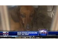 Dachshund fends off bear to protect owner and her son
