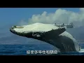 【LoveSick MASHUP】Lab & 區子琳 - 你是我的病 x 瘟疫在愛蔓延時