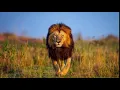 Download Lagu LION SOUND / SUARA SINGA