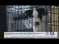 Shelter dogs rescued and brought to Rochester