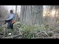 Stihl ms500i falling timber