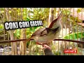 Download Lagu Prenjak Coki gacor