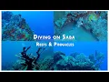 Download Lagu Diving on Saba - Reefs and Pinnacles