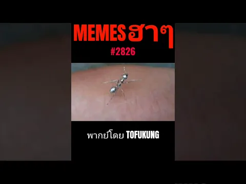memes ฮาๆตอนที่2826 #พากย์ไทย #memes #memeไทย #meme #พากย์นรก