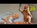 Download Lagu TAHAN TAWA.!😂 8 Menit Video Kucing Lucu Banget Bikin Ngakak yang Akan Merubah Mood~ Kucing Tiktok