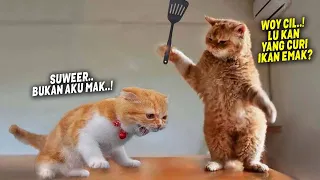 Download TAHAN TAWA.!😂 8 Menit Video Kucing Lucu Banget Bikin Ngakak yang Akan Merubah Mood~ Kucing Tiktok MP3