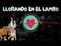 LLORANDO EN EL LAMBO Lérica, Mar Lucas, Daviles de Novelda