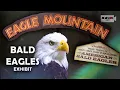 Dollywood Eagles