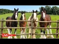 Download Lagu LIVE With The Clydesdales! - Foals, Due Dates and SO MUCH MORE! 