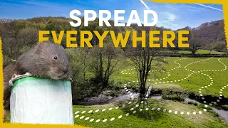 We released 219 water rats here - now they took over