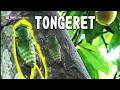 Download Lagu SUARA TONGGERET ASLI PEDESAAN || HANYA ADA DI SISI KAMPUNG
