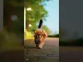 🥰😻Lion king Cute cat🤣😇#cat #lionking #shorts #viral #tiktok