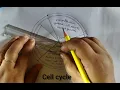 How to draw the cell cycle Diagrammatic representation of cell cycle