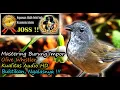 Download Lagu Suara Burung Hutan Luar Negeri - Masteran Burung Olive Whistler HD AUDIO